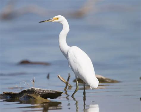 Little Egret - Facts, Diet, Habitat & Pictures on Animalia.bio