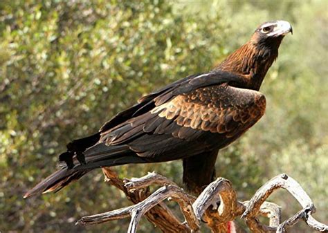 Wedge-tailed eagle – eaglehawk | DinoAnimals.com