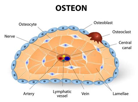 Osteon development and structure. Osteoblast, osteocyte, and osteoclast ...