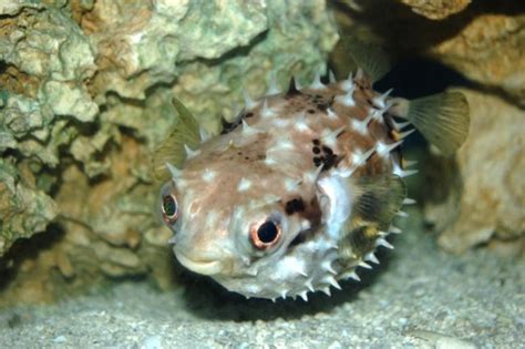 Today In Weird News, Dolphins Apparently Use Pufferfish To Get High ...