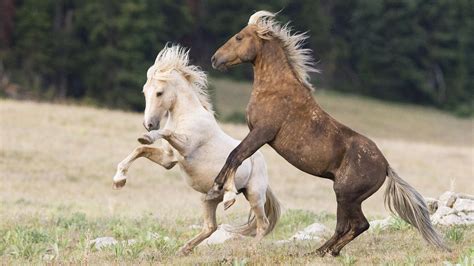 Nature - Cloud: Challenge of the Stallions - Twin Cities PBS