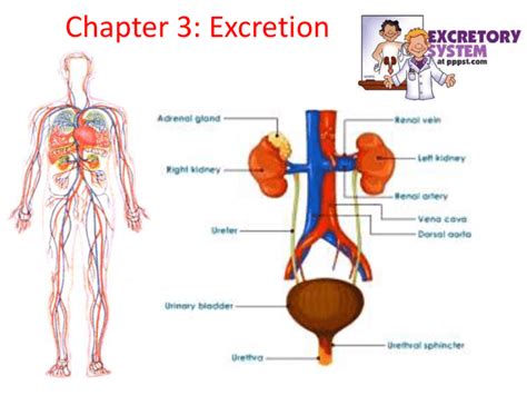 excretion in plants