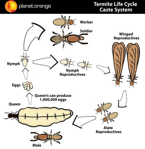 Termite Nests: Termite Life Cycle Stages