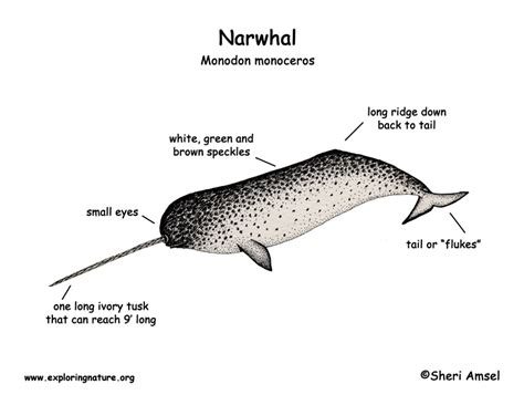 Narwhal