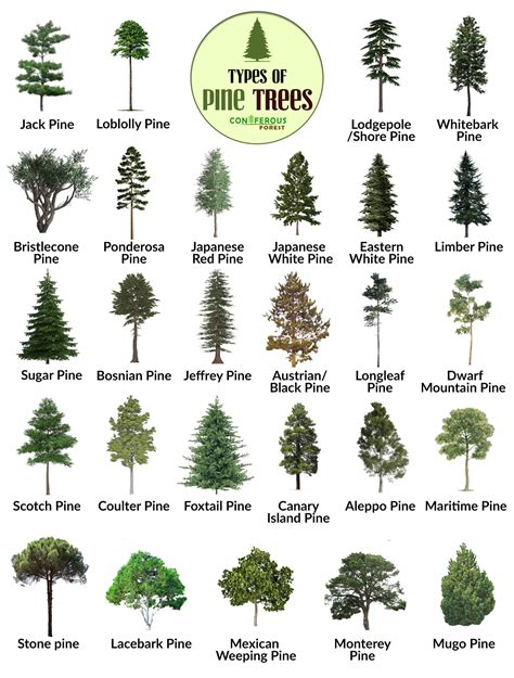 Pine Tree Facts, Types, Identification, Diseases, Pictures