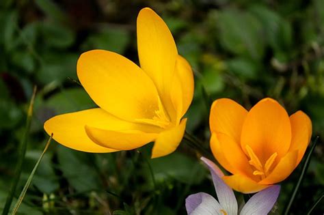 Crocus Flower Meaning and Fascinating Facts - Xu Farm