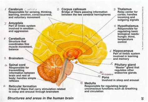 Brain Diagram And Functions Brain1 | Brain anatomy and function, Brain ...