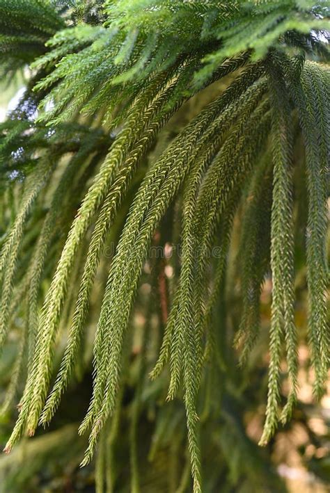 Araucaria Columnaris or Coral Reef Araucaria, Cook Pine Close Up Stock ...