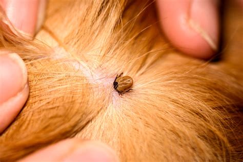 The Ultimate Pet Guide For Flea & Tick Prevention – Lucky Dawg Salon ...