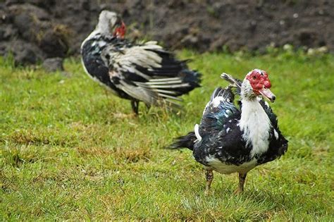 Domestic Fowl Gooses Goose Feather Photo Background And Picture For ...