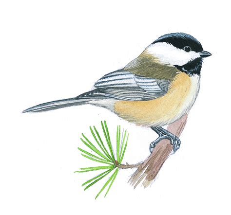 Chickadee Line Drawing at PaintingValley.com | Explore collection of ...