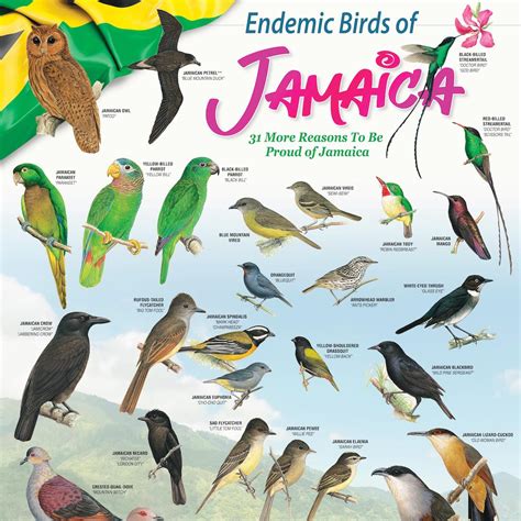 “31 More Reasons to be Proud of Jamaica” – BirdLife Jamaica Launches ...