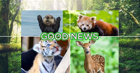 Sh!tty year? Here are 10 good News stories plus ALL KINDS OF ANIMALS!