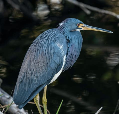 7 Animals That Live in Louisiana Swamps | New Orleans Activities