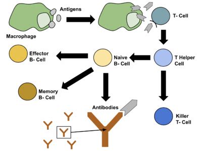 Leukocytes - Physiopedia