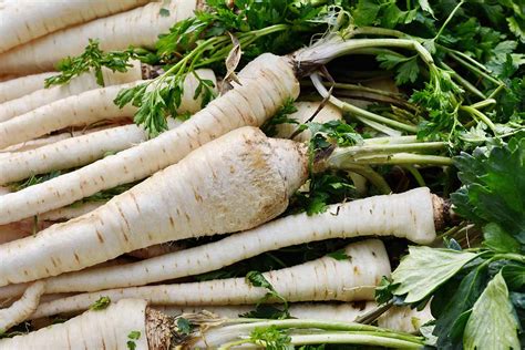 How and When to Harvest Parsnips | Gardener’s Path