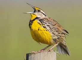 Eastern Meadowlark, Identification, All About Birds - Cornell Lab of ...