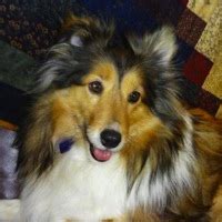 Shetland Sheepdog Rescue ― ADOPTIONS