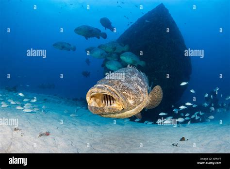 Goliath grouper during spawning aggregation between the months of ...