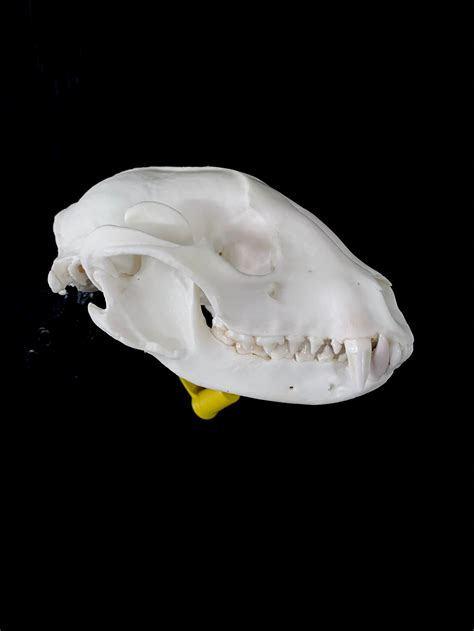 Raccoon Skull - Etsy