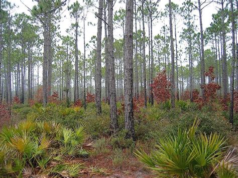 Pine forest habitat. Old Florida, State Of Florida, Inexpensive ...