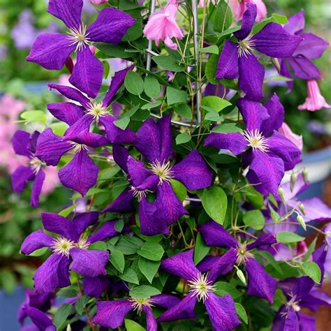 Buy clematis (group 3) Clematis 'Jackmanii': Delivery by Waitrose ...