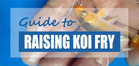 How to Care for & Raise Koi Fry (Growing Tips) - Pond Informer