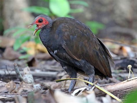 Philippine Megapode - eBird