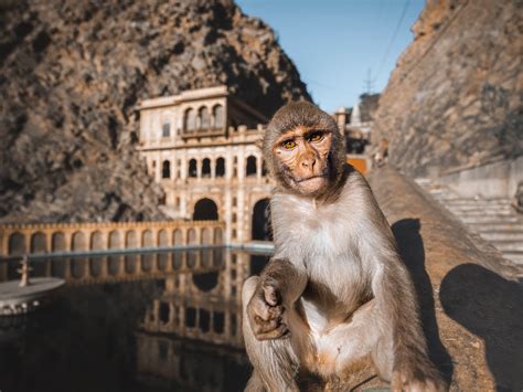 Galta Ji: Full Guide to the Monkey Temple of Jaipur (2024)