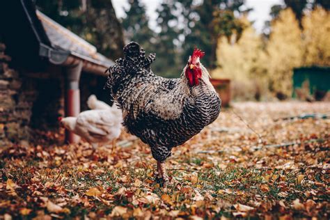 Chicken - RC Organic Farms - Organic CSA Farm in Macomb, MI