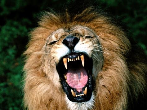 Animals Zoo Park: Lions Roaring Pics, Roaring Lion Pictures and Closeup ...