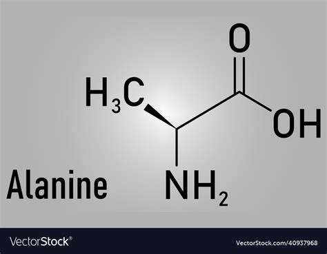 Alanine or l-alanine ala a amino acid molecule Vector Image