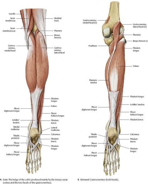 Posterior crural region Diagram | Quizlet