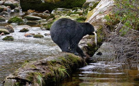 Wildlife Viewing on the Olympic Peninsula & Olympic National Park