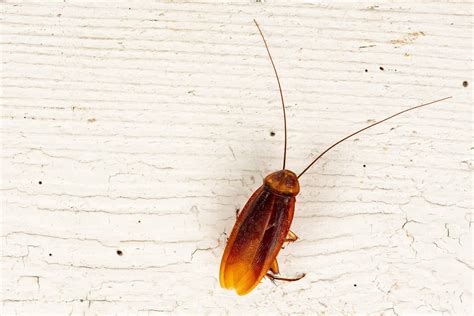 Do Palmetto Bugs Fly? - All South Pest Control