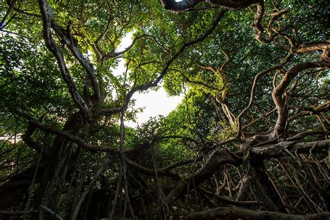 The Great Banyan Tree of India - The Knowledge Library