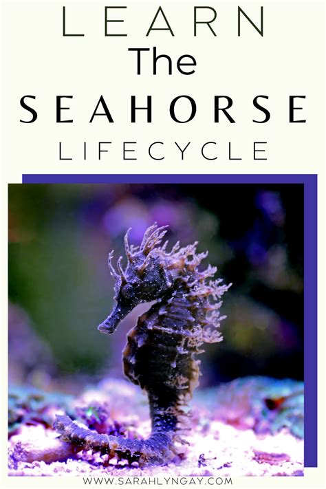 Bold and Beautiful: The Life Cycle of a Seahorse - Sarah Lyn Gay