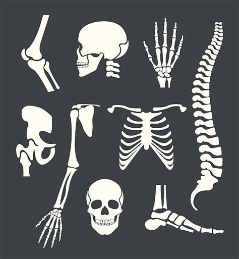 Human Skeleton Svg Vector Human Skeleton Clip Art Svg Clipart | Images ...