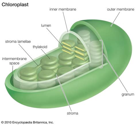 Stroma | in chloroplast | Britannica