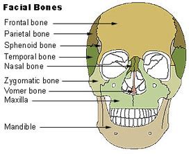 Hari's Random Thoughts by Hariharan Ramamurthy: CCH_Anatomy _Basics ...