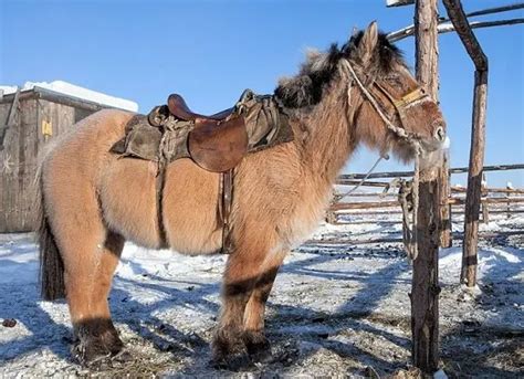 Discover the Extraordinary: Unveiling 8 Weird and Unusual Horse Breeds ...