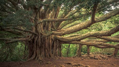 Century-Old Banyan Tree's Miraculous Revival in Telangana