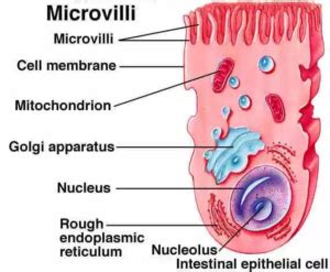 12 Difference Between Cilia And Microvilli - VIVA DIFFERENCES