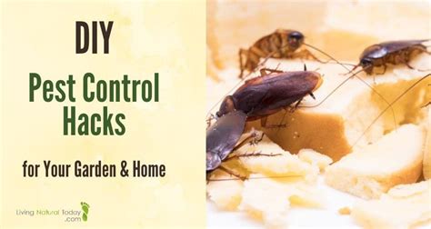 Natural DIY Pest Control Hacks for Home and Garden - Living Natural Today