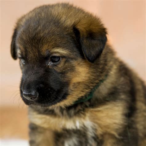 20 German Shepherd Puppies Florida Breeders Photos – Pets House