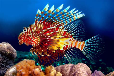 Unbelievably Fascinating Facts About Lionfish - Animal Sake