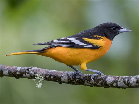 Baltimore Oriole - eBird