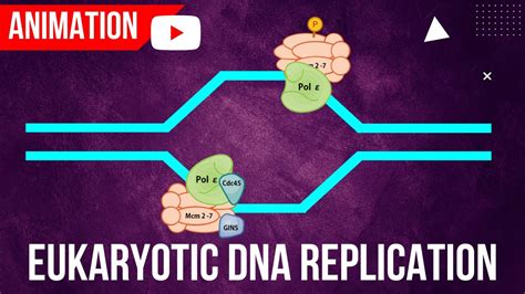 Eukaryotic DNA Replication Animation || Formation of Initiation complex ...