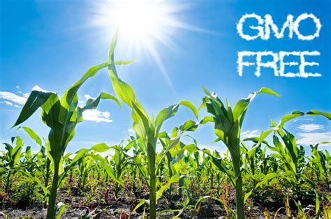 What are GMO's and Why Should We Avoid Them? - HealthStatus