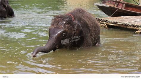 Baby Elephant Bathing In The River Stock video footage | 1321791